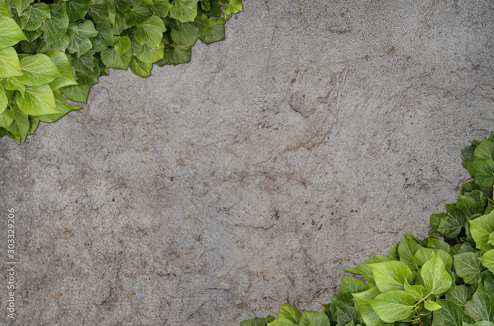 Fototapeta Old painted concrete wall creeper vines, ivy. Vintage panoramic banner background.