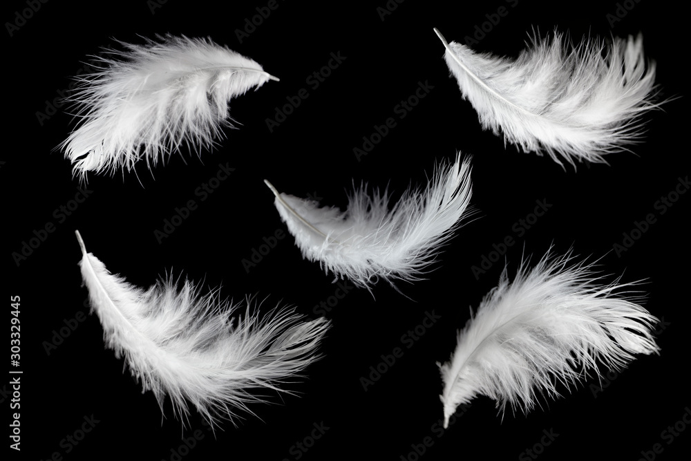 Set Of White Feathers Isolated On Black Background Stock Photo Adobe 1000 F 303329445 0qnNn0xZZF7LOZT5btYqUqHvlZqdIek8