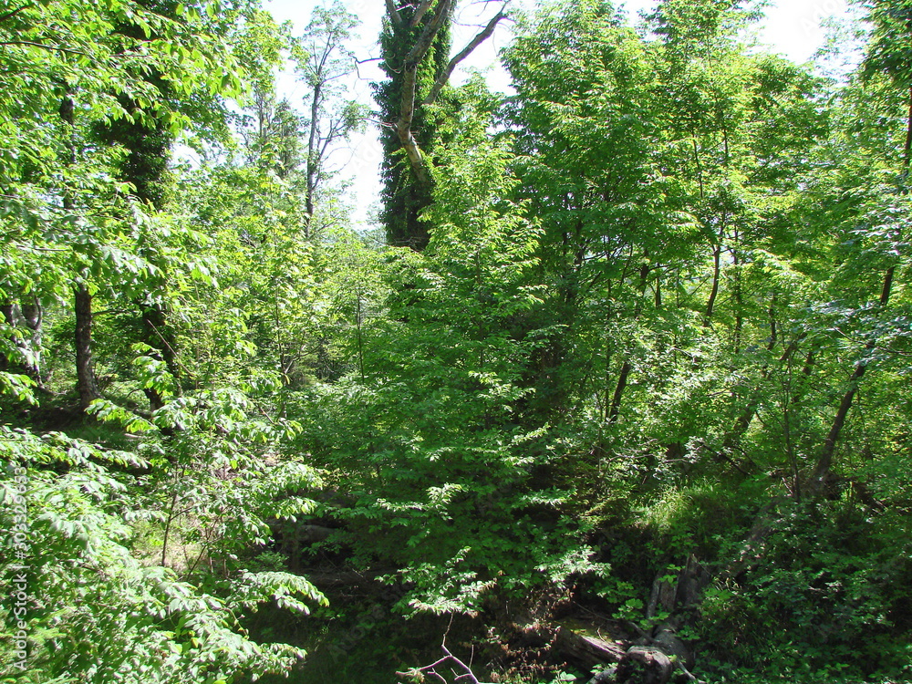 Obraz premium A natural picture of a mountain forest on a slope of a rocky hill under the rays of the sun that barely makes its way through the thick of the branches.