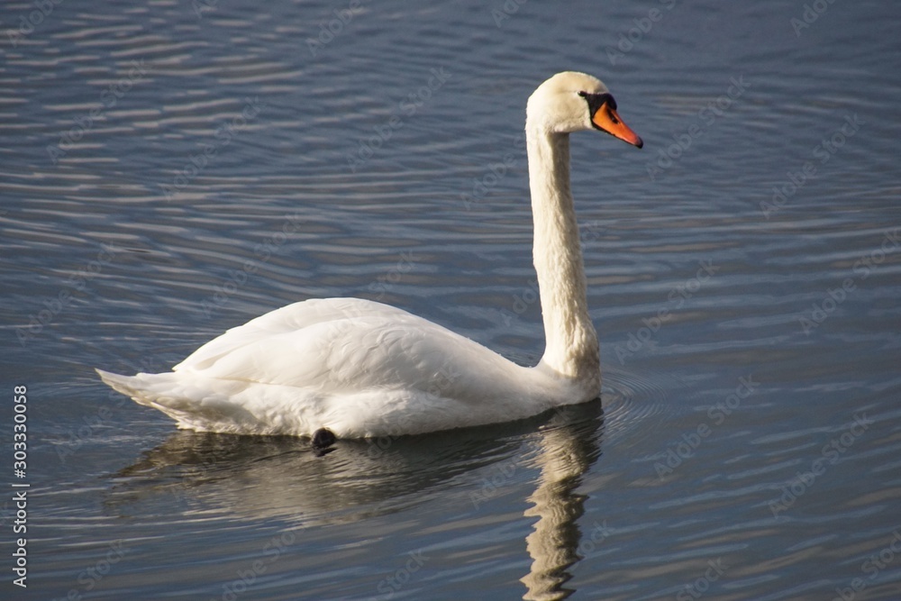 Schwan Schwan