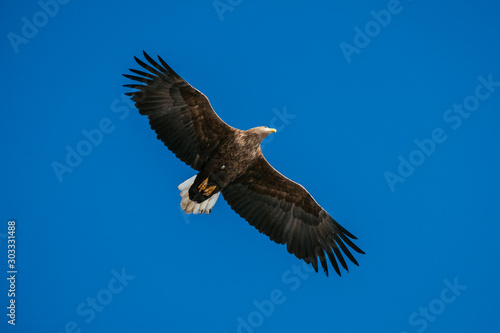 white tail eagle © Pavel