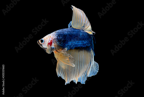 Colorful with main color of dark blue, white and yellow betta fish, Siamese fighting fish with swim turn right was isolated on black background.