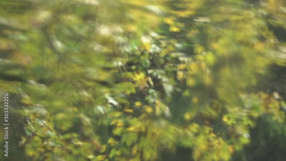 Branch of a tree in rainy autumn through blurred window Branch of a tree in rainy autumn through blurred window