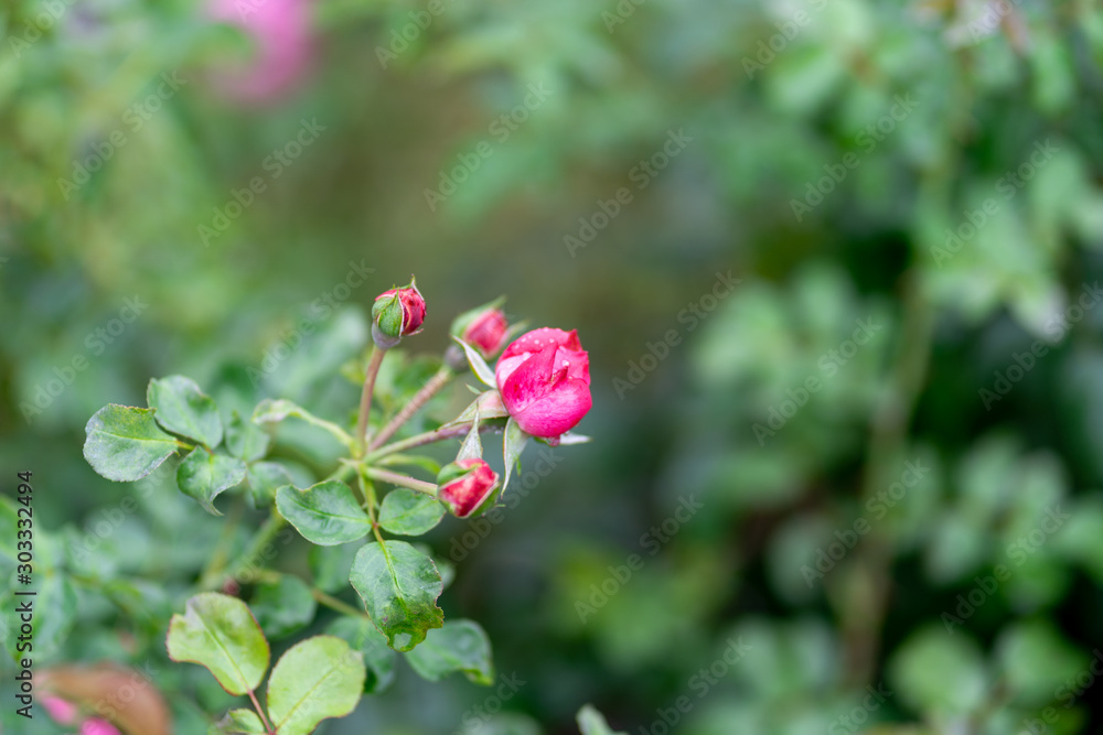 A beautiful pink rose in the garden. Rose Background. A beautiful pink rose in the garden. Rose Background.