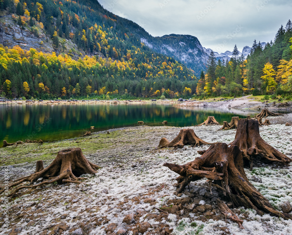 Tree stumps near Gosauseen or Vorderer Gosausee lake, Upper Austria. Colorful autumn alpine view of mountain lake with clear transparent water and reflections. Dachstein summit and glacier in far.