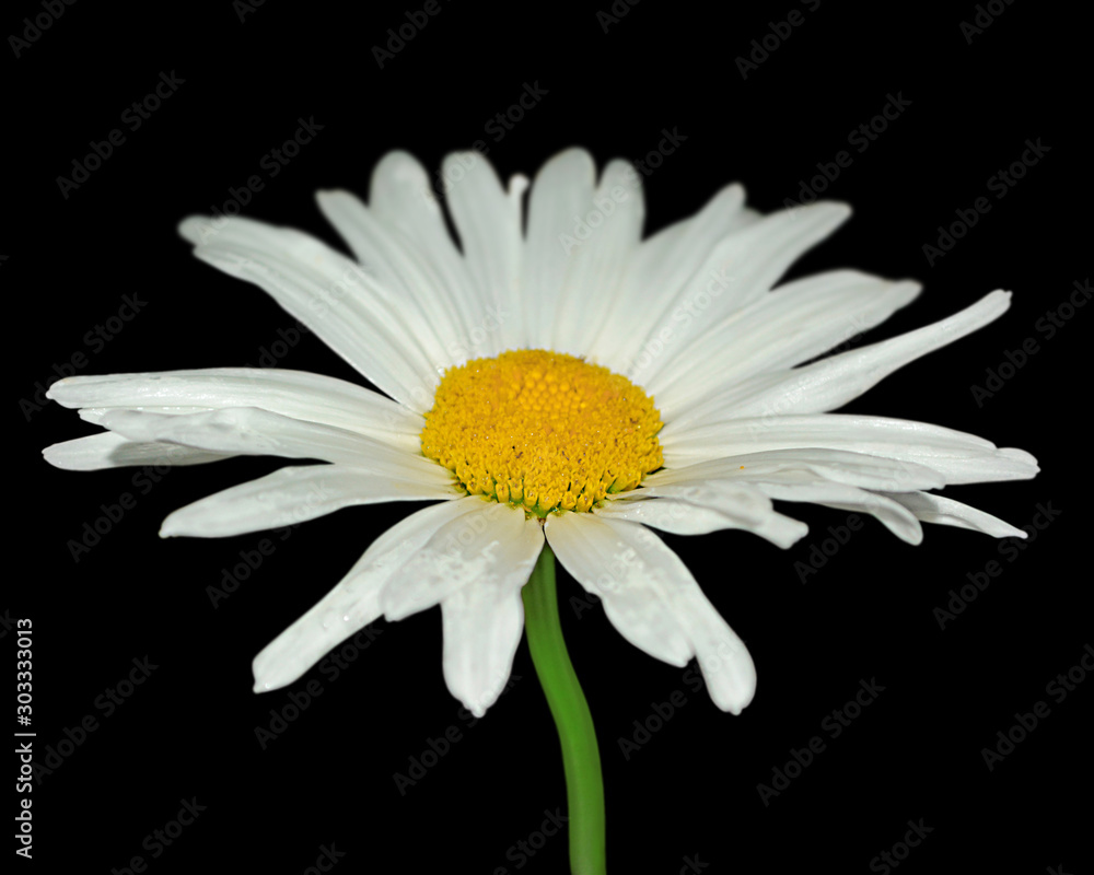 Beautiful chamomile flower isolated on a black background Beautiful chamomile flower isolated on a black background