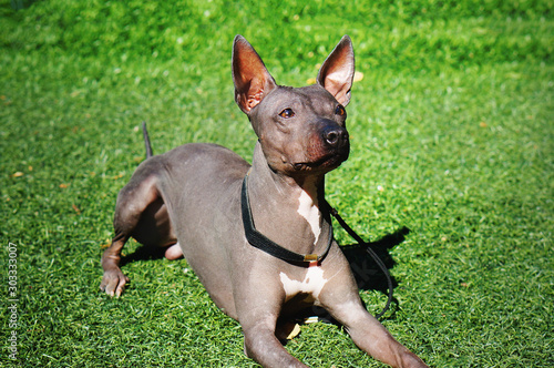 American hairless terrier lying down on green grass and looking up curiously. Close portrait. Unique hairless dog breed photo