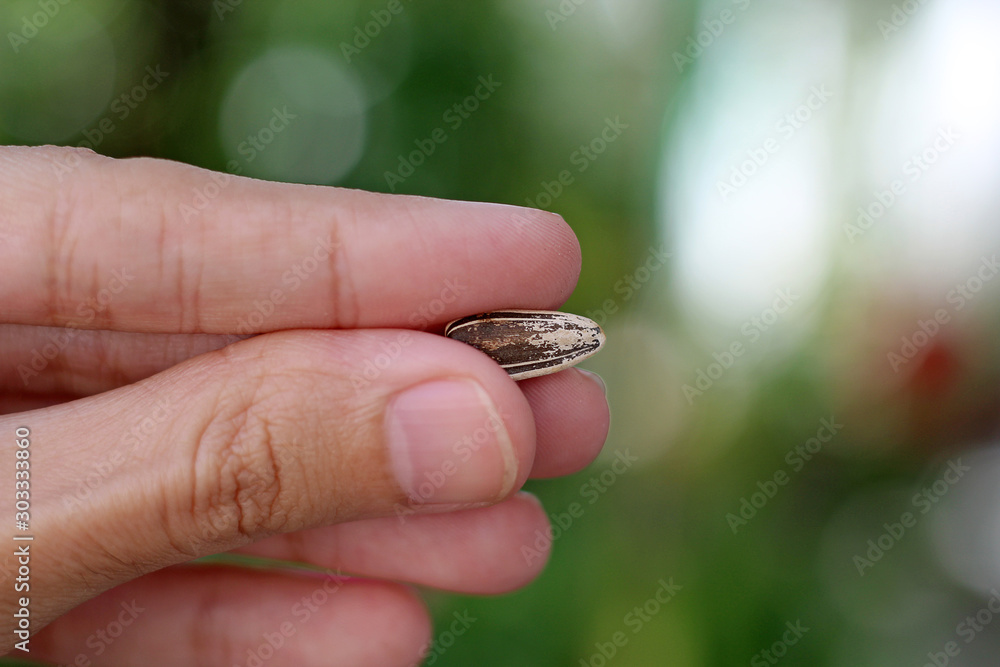 Man's hand holding a sunflower seed