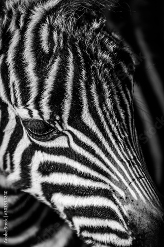 Fototapeta Naklejka Na Ścianę i Meble -  Close-up zebra