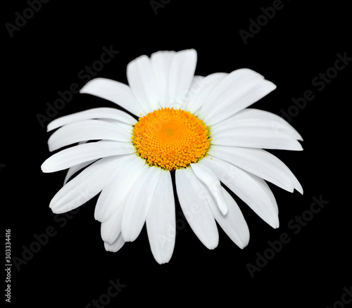 Beautiful chamomile flower isolated on a black background