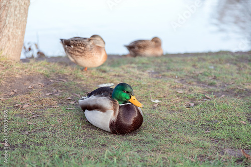 Ducks walk in the autumn Park.