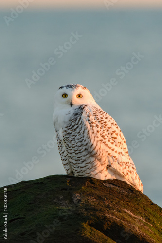 Snow Owl Sunrise
