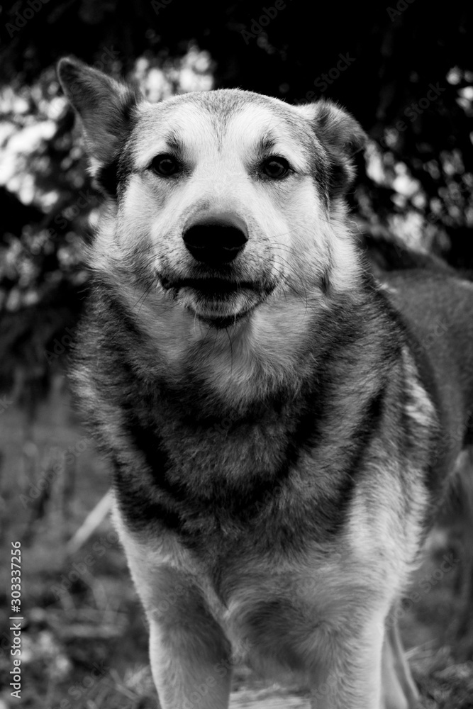 beautiful dog portrait