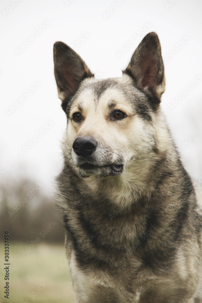 beautiful dog portrait