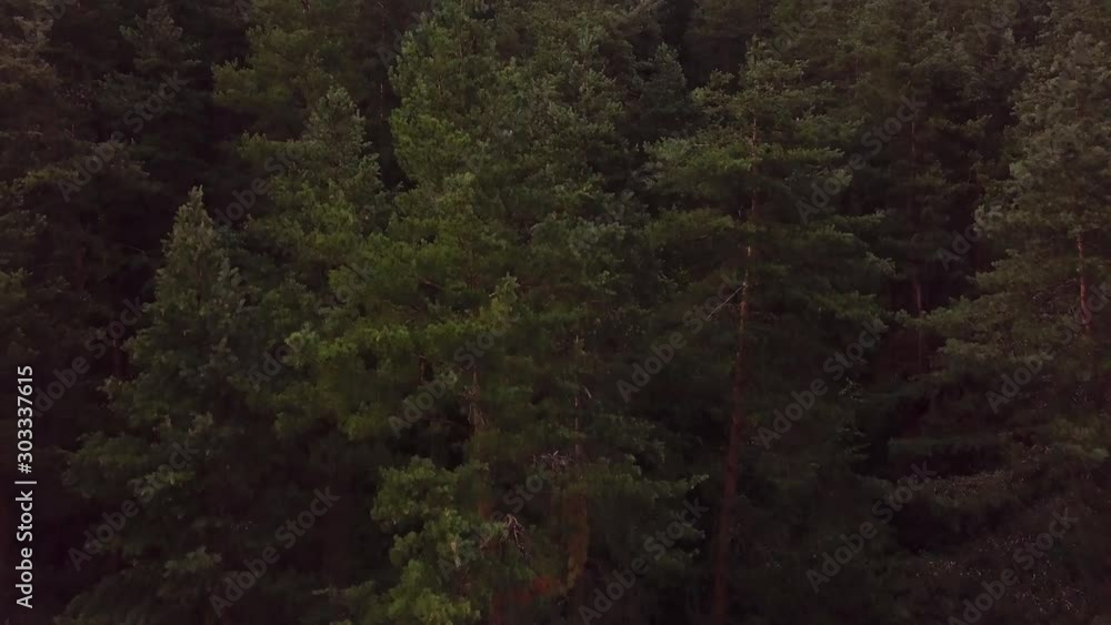 Aerial Dolly Out Shot From Bright Pine Trees Tops to Spooky Ground Aerial Dolly Out Shot From Bright Pine Trees Tops to Spooky Ground