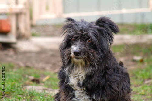 portrait of dog © Bohdan