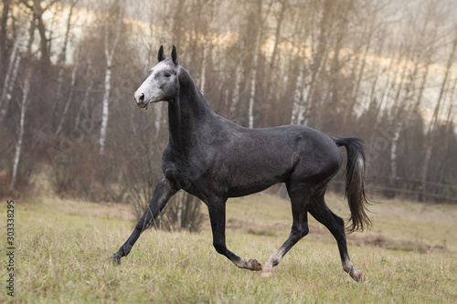 A dark gray horse runs across an autumn field backgrounds. 