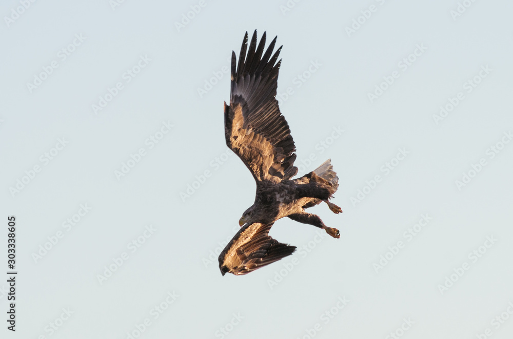 Fototapeta premium eagle
