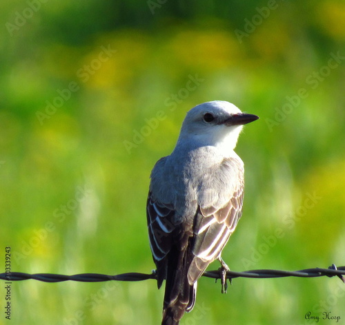 Scissor tailed Flycatcher Tyrannus forficatus © amy