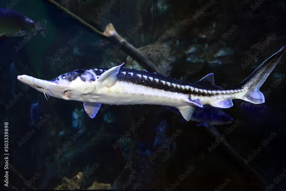 Naklejka Starry Sturgeon (Acipenser stellatus) fish