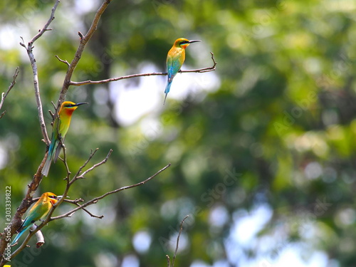 Green Bee eaters standing on branch. photo