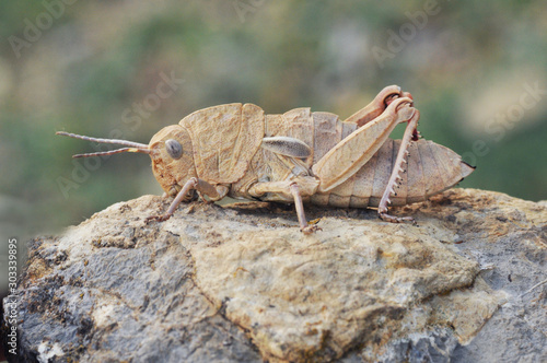 Eumigus cf monticola Stone Grasshopper very peculiar grasshopper looking like a rock or a branch photo