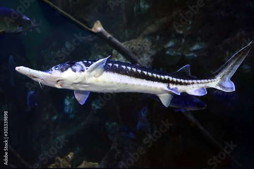 Starry Sturgeon (Acipenser stellatus) fish