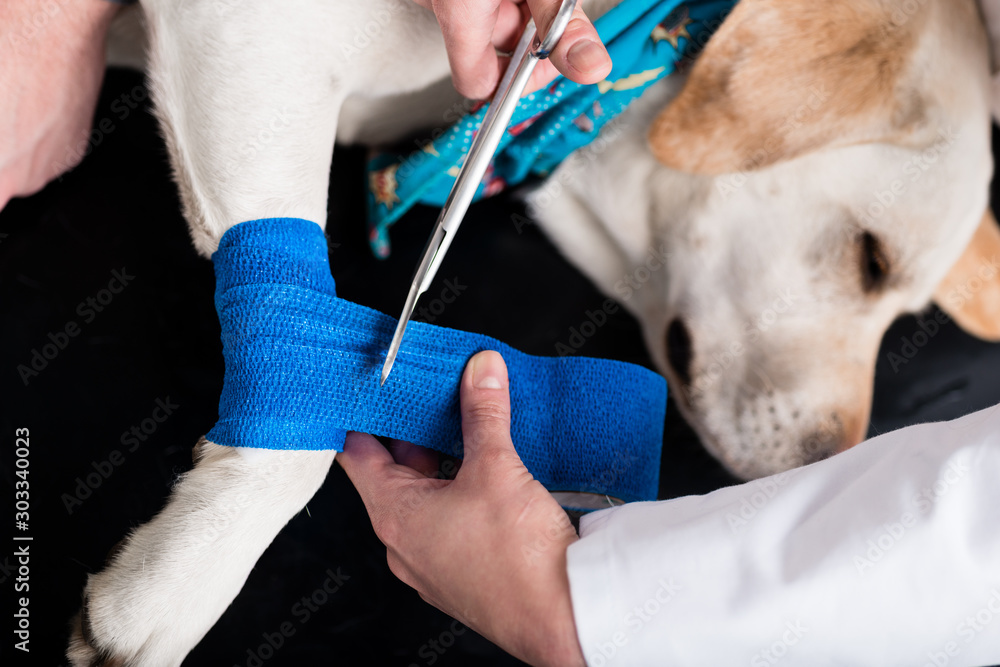 Dog getting bandage after injury on his leg Dog getting bandage after injury on his leg