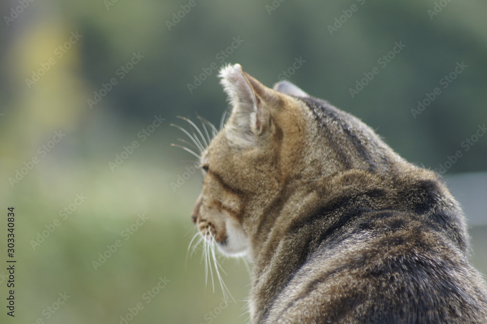  Stray cat by the sea