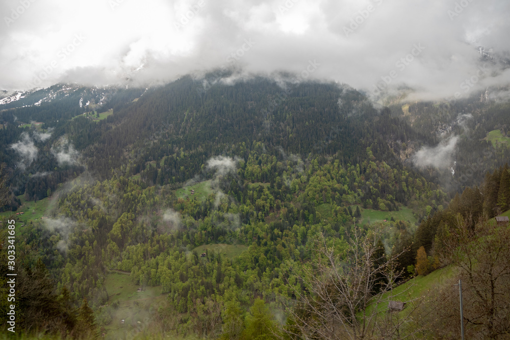 Fresh green forest on mountain with foggy for background, copy space, wallpaper