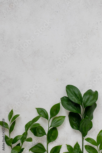 dark green twigs with leaves on a white background, copy space
