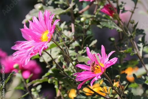 flower and insect in the garden in Japan