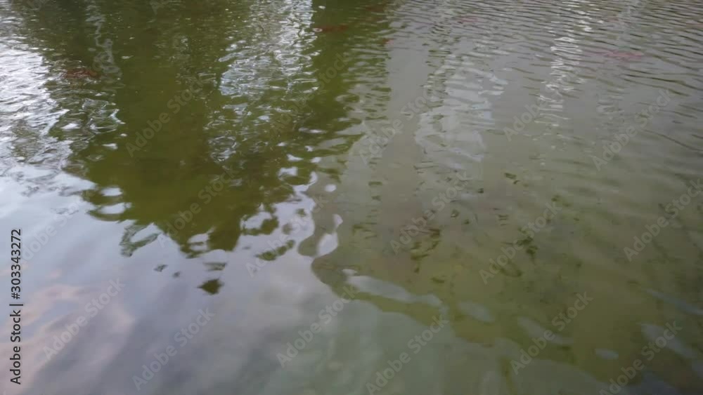 Wind is creating fast flowing waves on a pond with green water Wind is creating fast flowing waves on a pond with green water