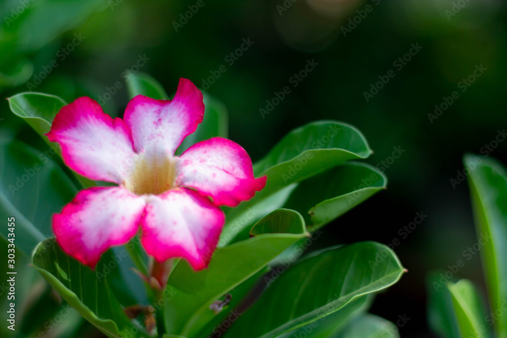 Closeup nature view of flower on blurred greenery background in garden with text using as background natural green plants landscape, ecology, fresh wallpaper concept Closeup nature view of flower on blurred greenery background in garden with text using as background natural green plants landscape, ecology, fresh wallpaper concept