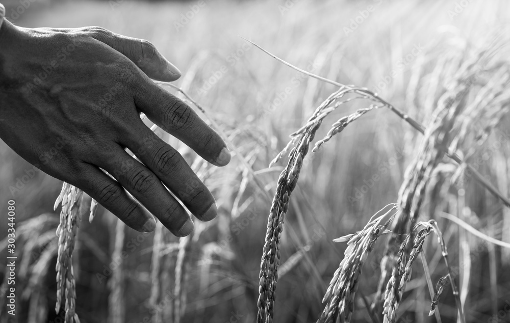 Φωτογραφία Hand of agriculturist tenderly touching golden ears of rice in the paddy field, Agriculture concept, monochrome, black and white image