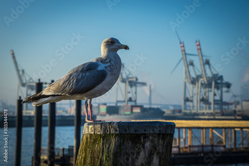 Seagul in the harbour of Hamburg.