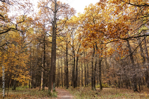 Yellowing oaks in the autumn park. Gold autumn.