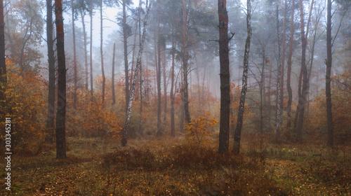 Misty Autumn Deciduous Forest. Panoramic view