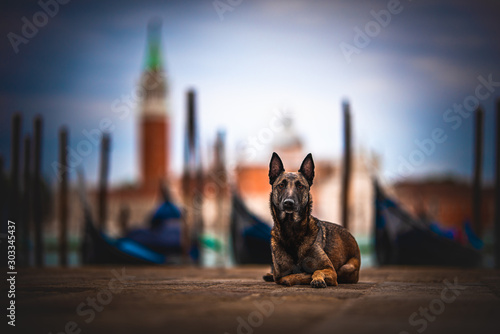 Belgian malinois in saint marco's square in front of saint giorgio church