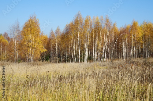 Autumn landscape with birches and grass