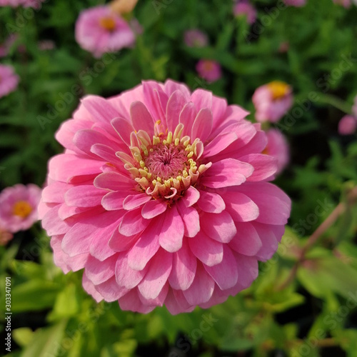 pink flower in the garden