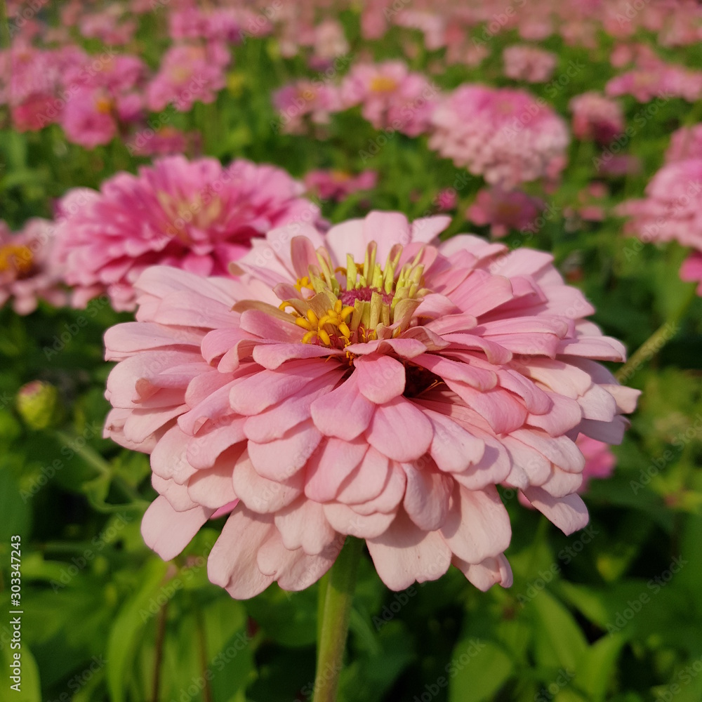pink flower pink flower