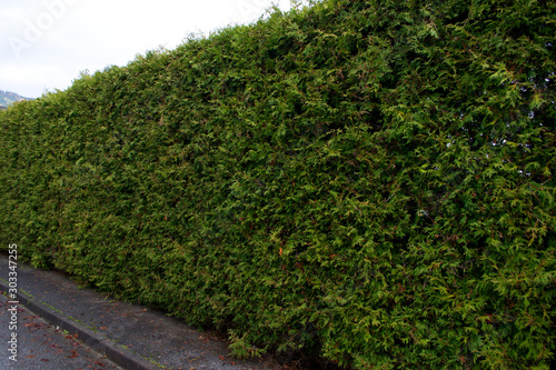 Green fence with leaves and trees, bushes.