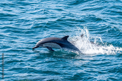 Common Dolphin Jumping off the coast of San Diego California
