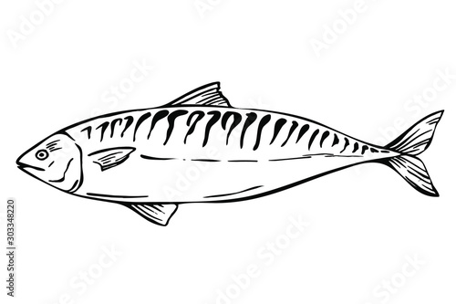Hand drawn Sketch Mackerel fish. Seafood design elements. Seafood / fish menu. Ink illustration. 