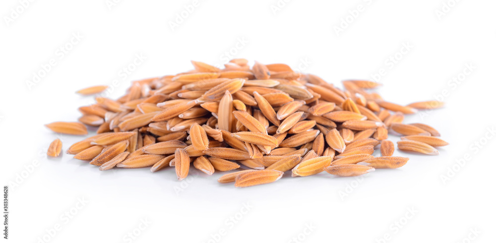 rice plant on white background rice plant on white background