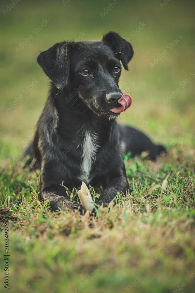 Small black female dog lay on green grass and look away Small black female dog lay on green grass and look away