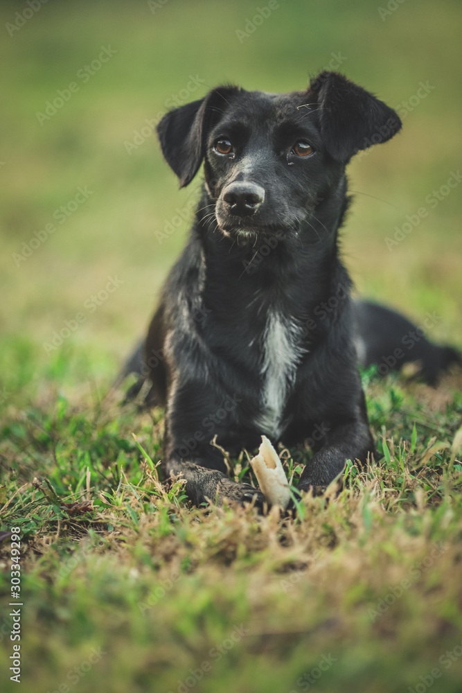Small black female dog lay on green grass and look away