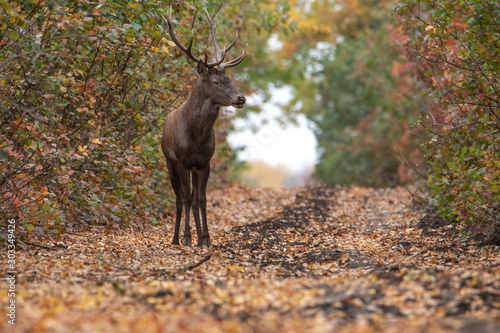 Big horned deer on forest road. Horns with many branches. Beautiful autumn forest with colorful leaves. The deer looks at the camera.