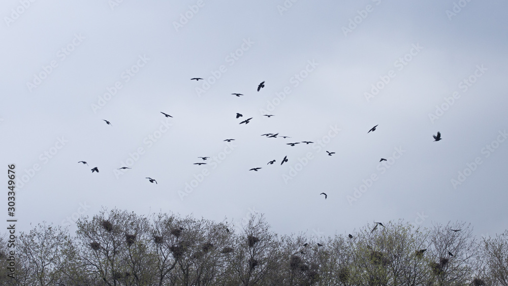 A flock of black crows flies over the tree treetop